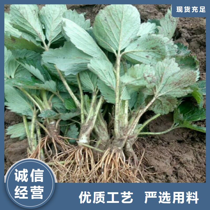 草莓苗大棚草莓苗口碑好实力强