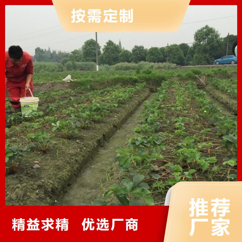 草莓苗【黄宝石梨树苗】质量好