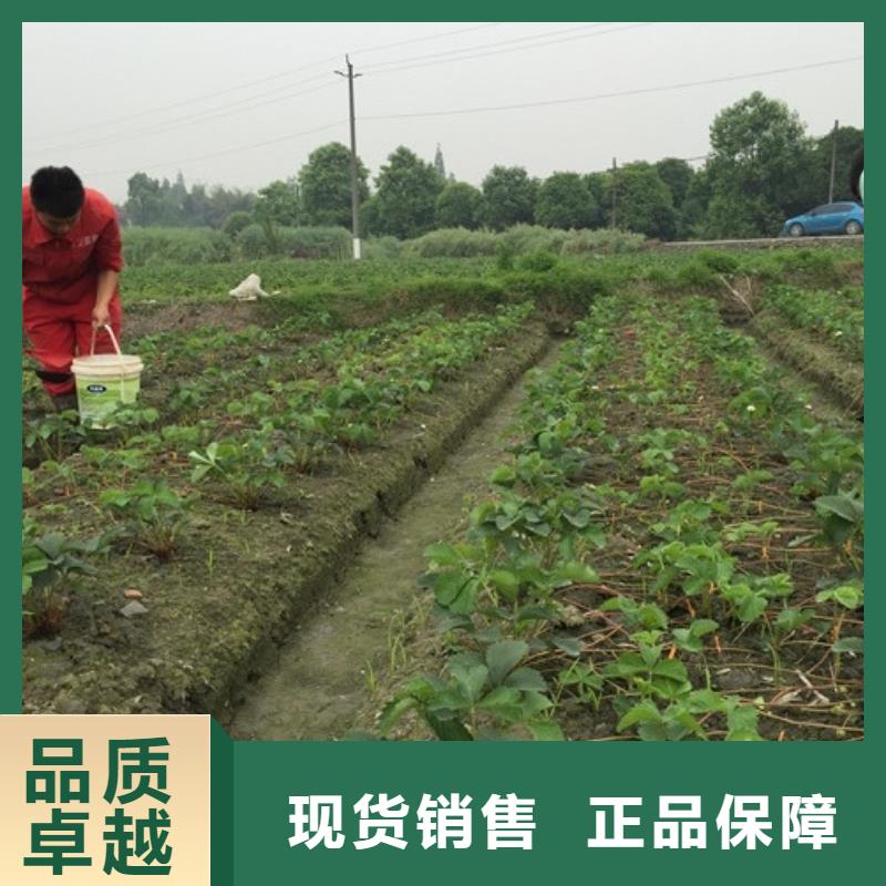 【草莓苗】,梨树苗基地加工定制