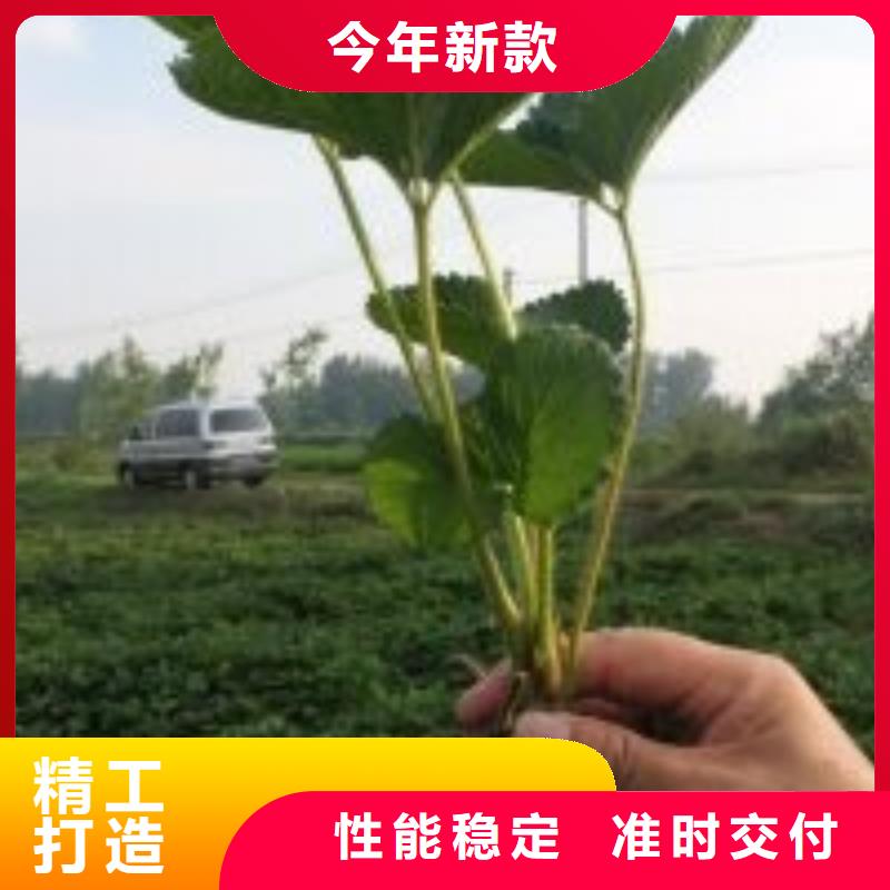 草莓苗红颜草莓多年行业积累