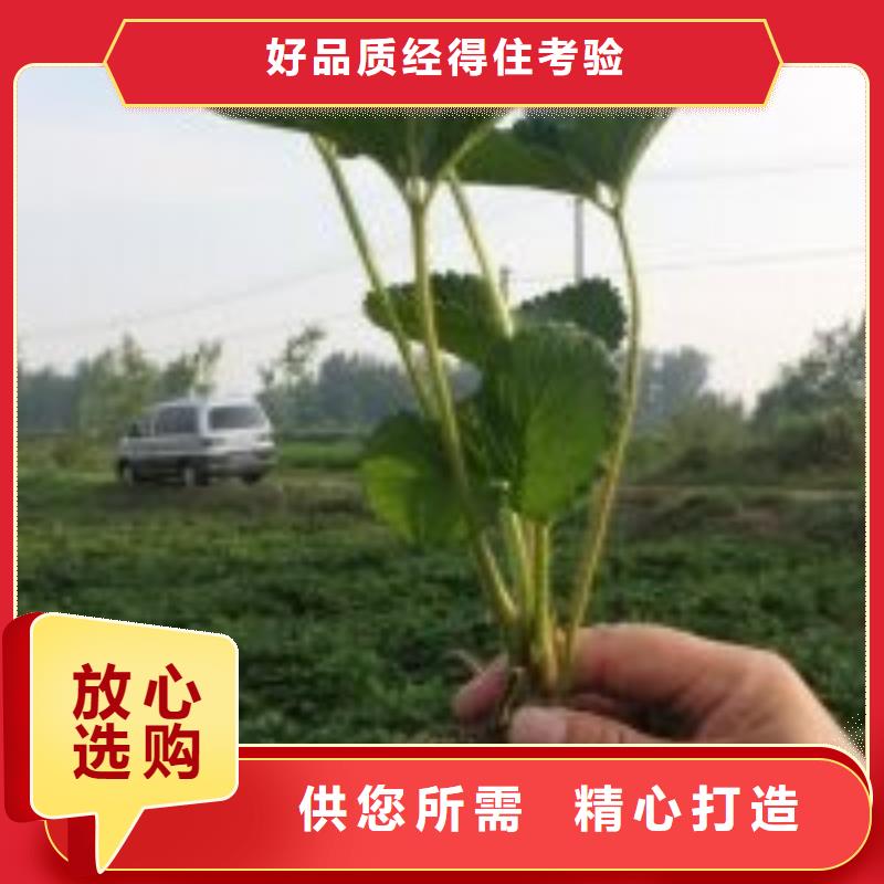 草莓苗红颜草莓保障产品质量