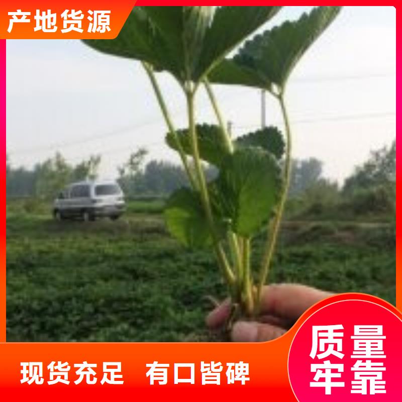 草莓苗,桃树苗优选好材铸造好品质