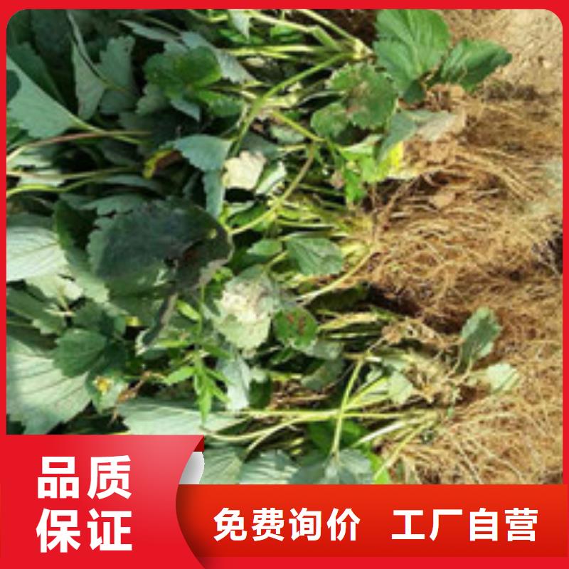 【草莓苗 苹果苗规格型号全】