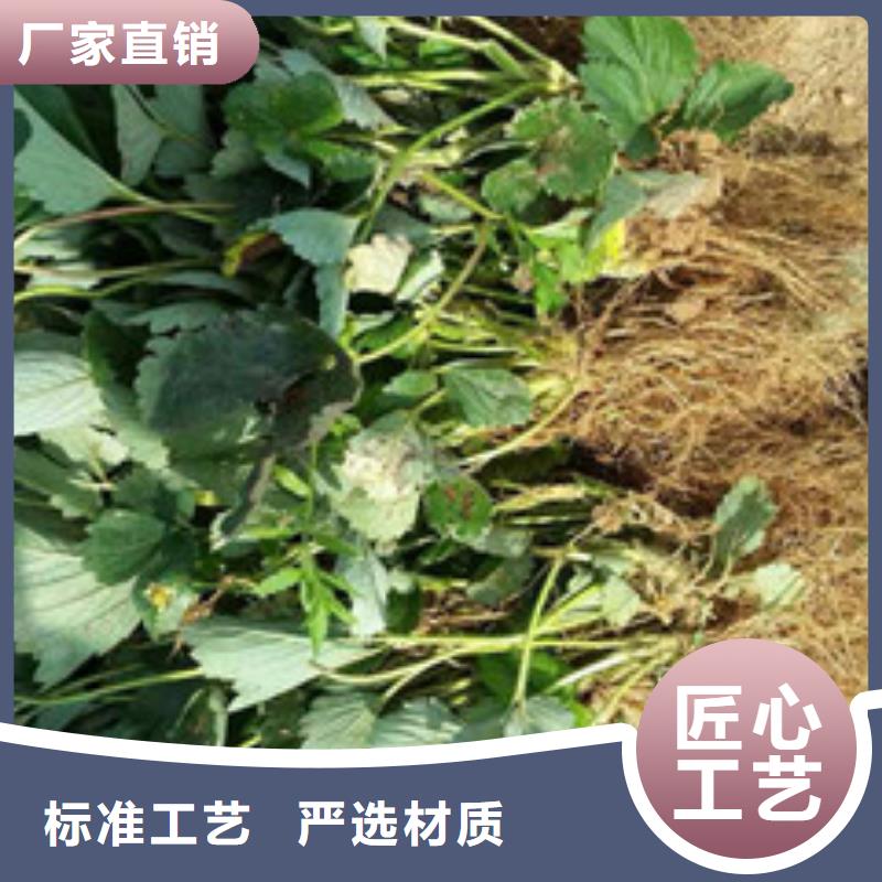 草莓苗【黄宝石梨树苗】质量好