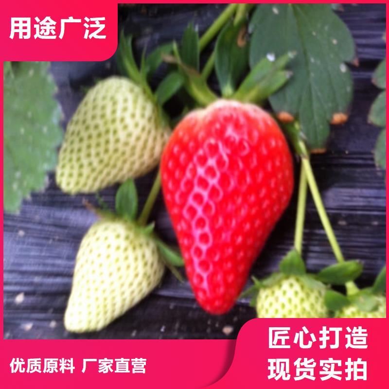 生产艳丽草莓苗的公司