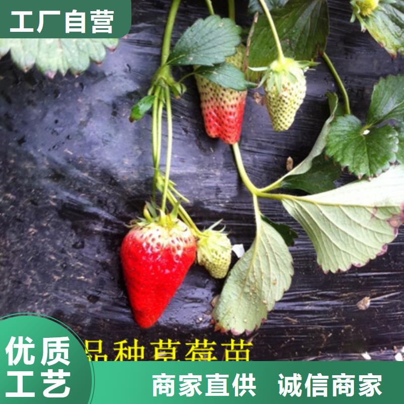 草莓苗大棚草莓苗质检合格发货