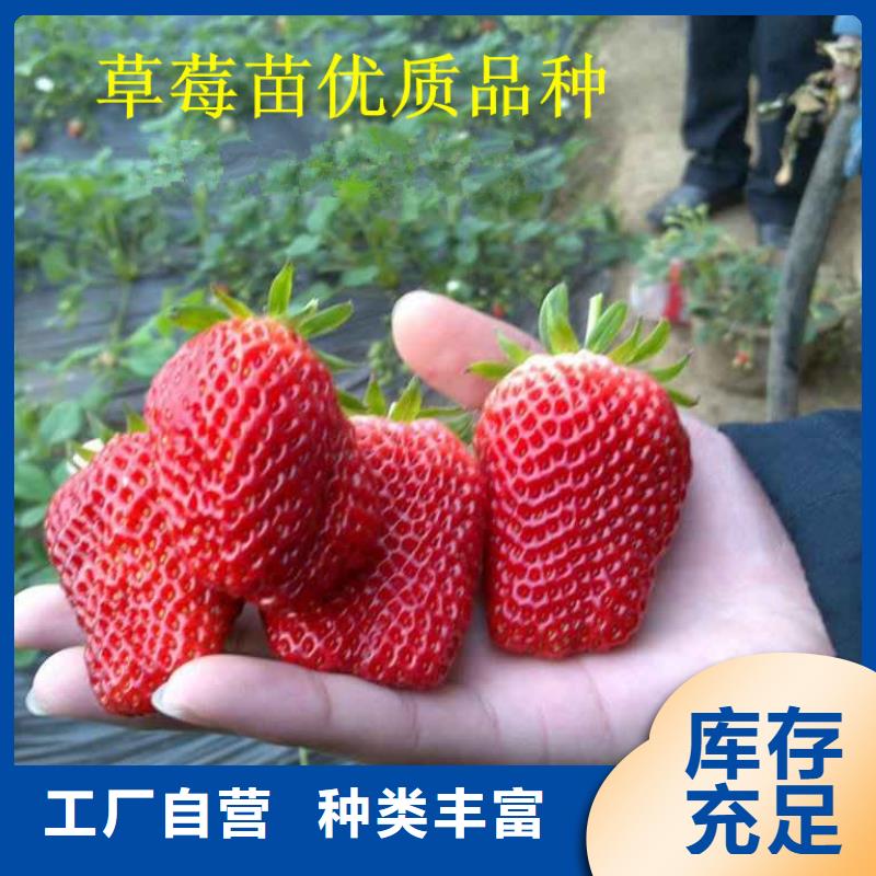 【草莓苗黄桃树苗自有厂家】