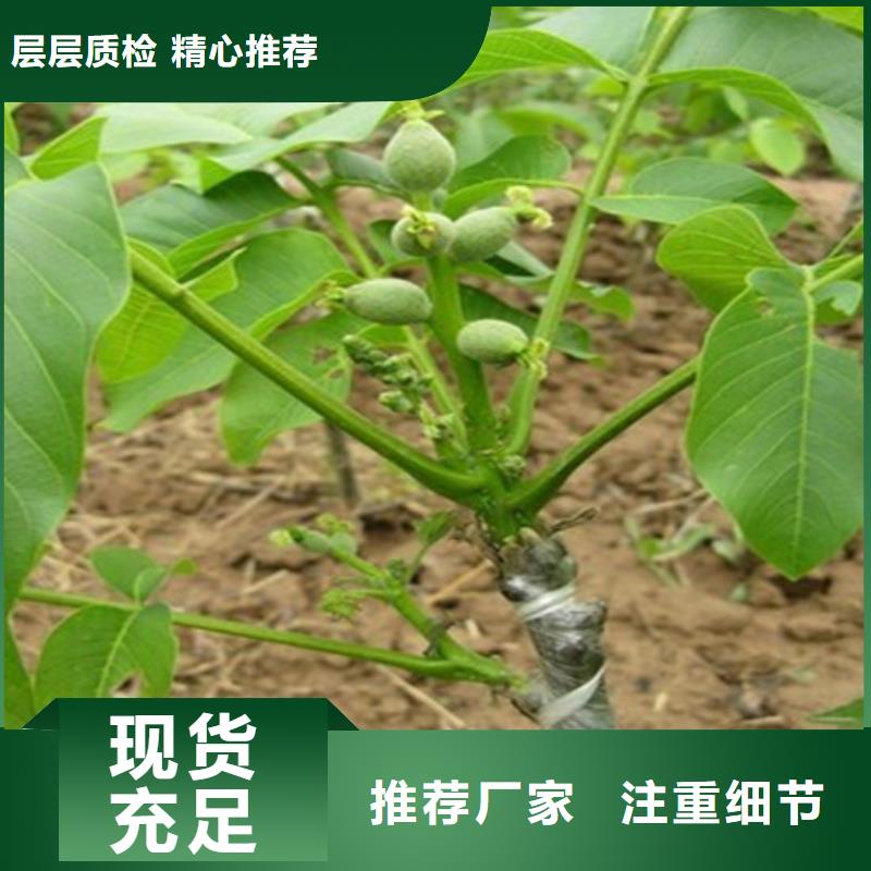 【核桃苗】_草莓苗价格规格型号全