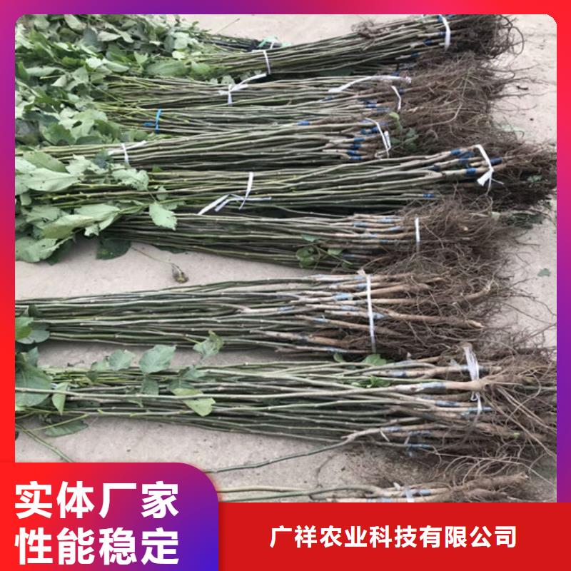 核桃苗_大棚草莓苗支持非标定制