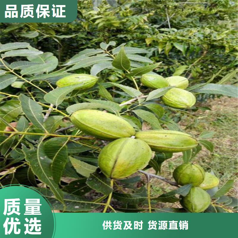 【核桃苗草莓苗价格实力工厂】