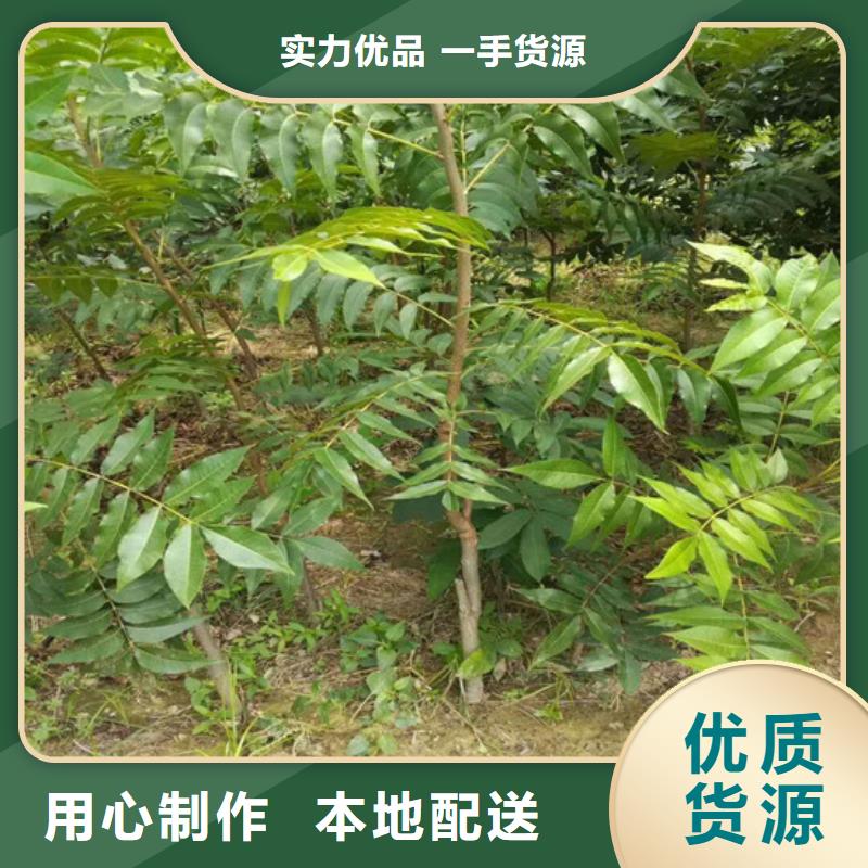 核桃苗【草莓苗价格】诚信可靠