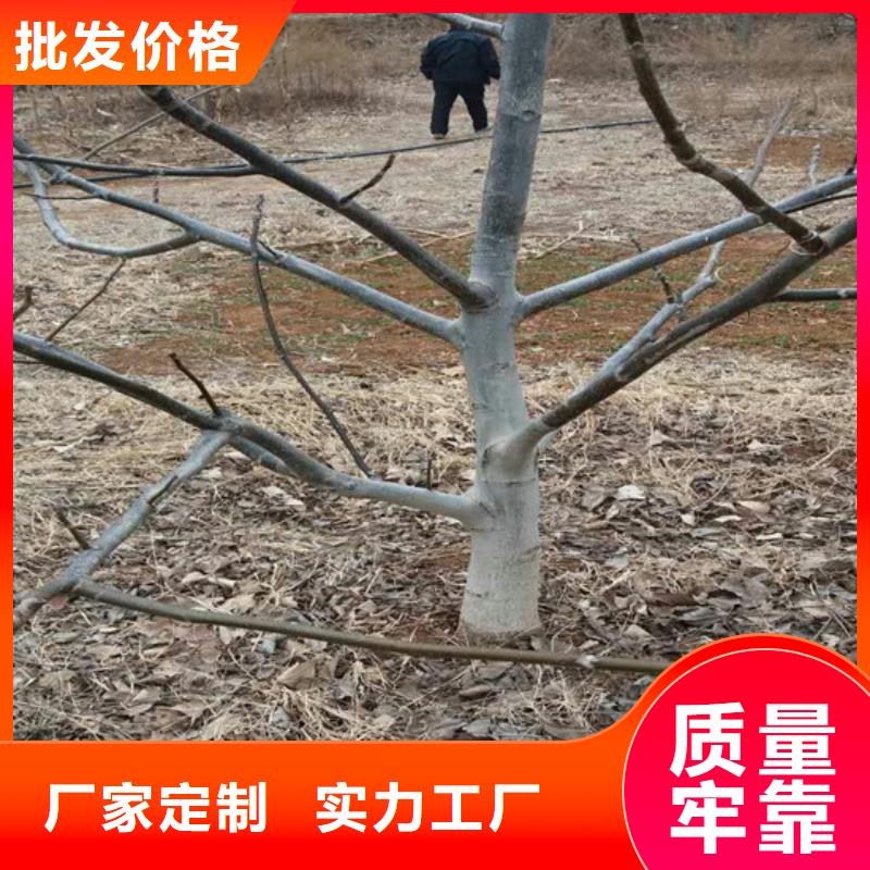 核桃苗桃树苗基地购买的是放心