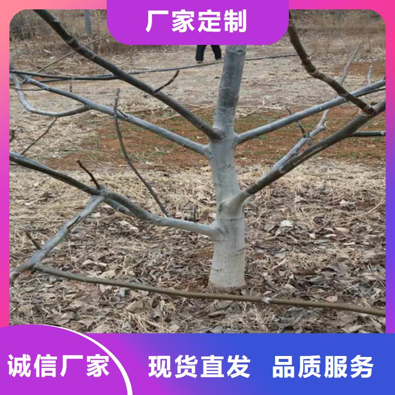 【核桃苗】黄金苹果树苗一站式采购商家