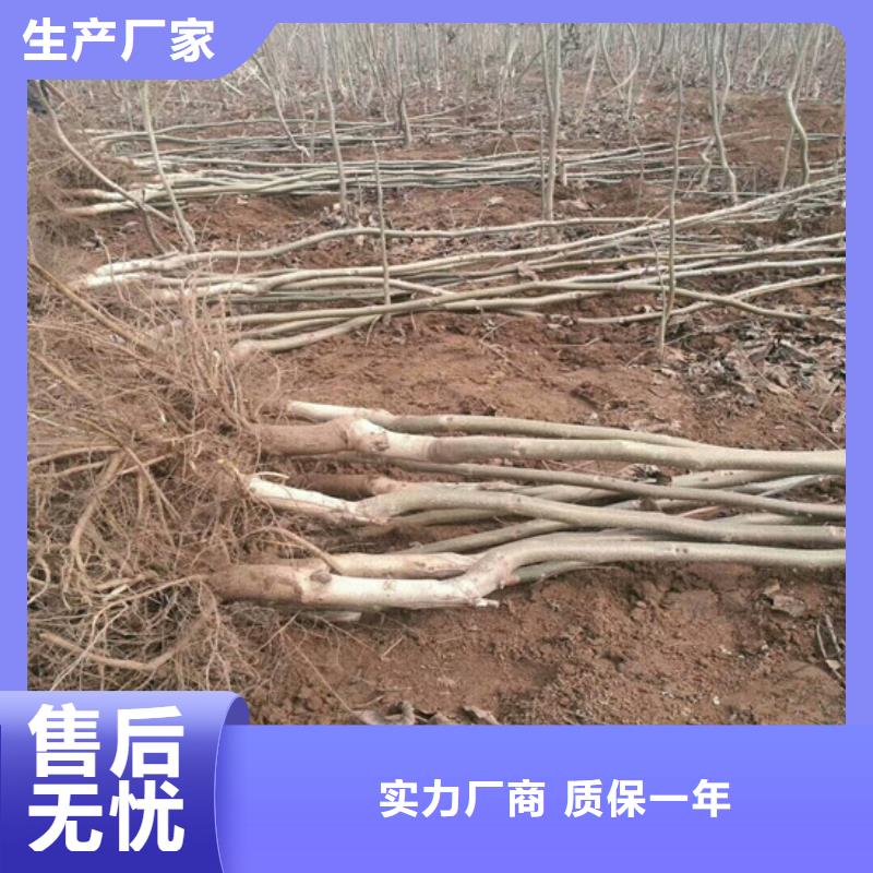 【核桃苗大棚草莓苗厂家货源】