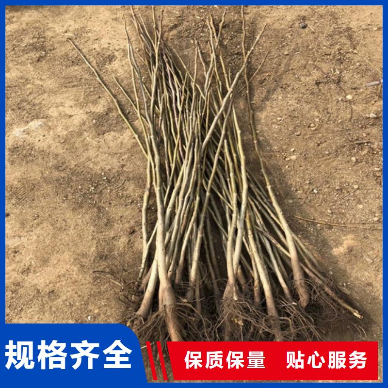 核桃苗红颜草莓专心专注专业