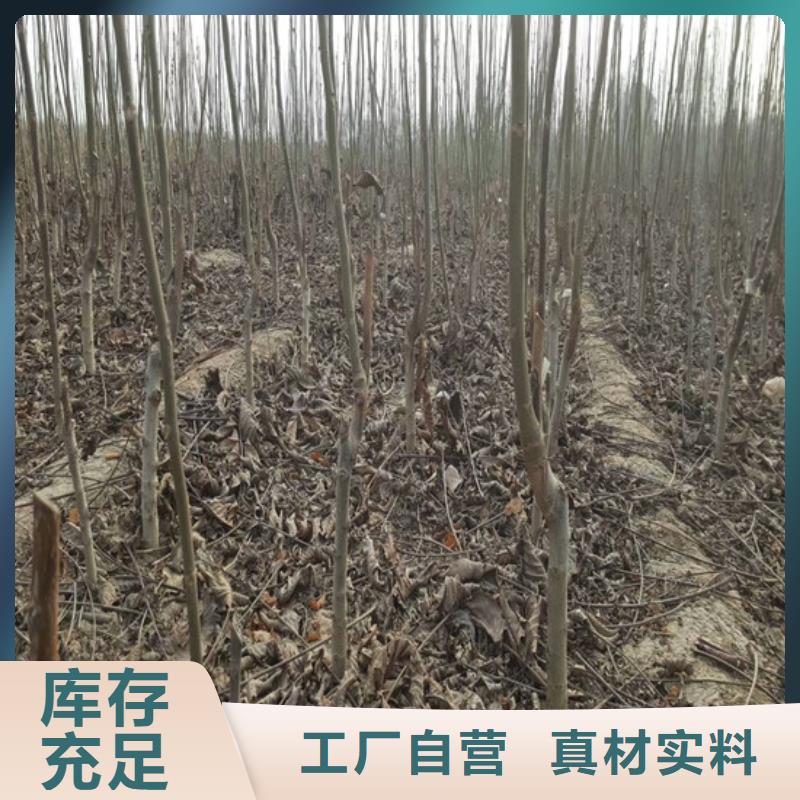 核桃苗_【无花果树苗】厂家货源