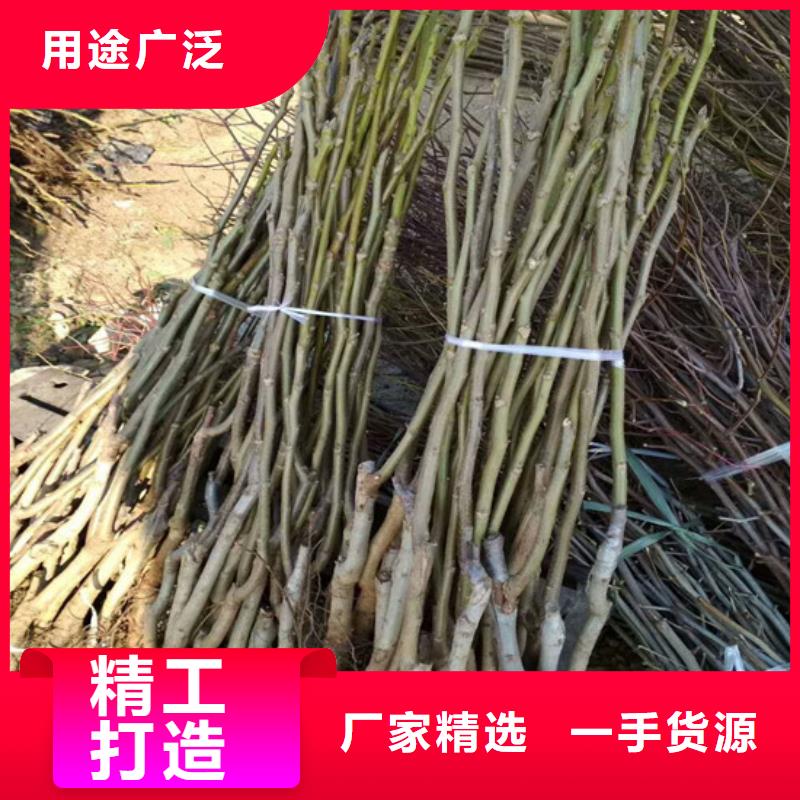 核桃苗梨树苗基地我们更专业