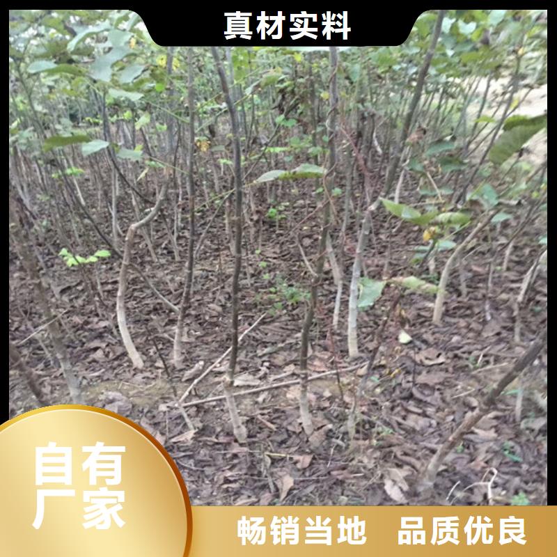 核桃苗_桃树苗基地专业生产设备