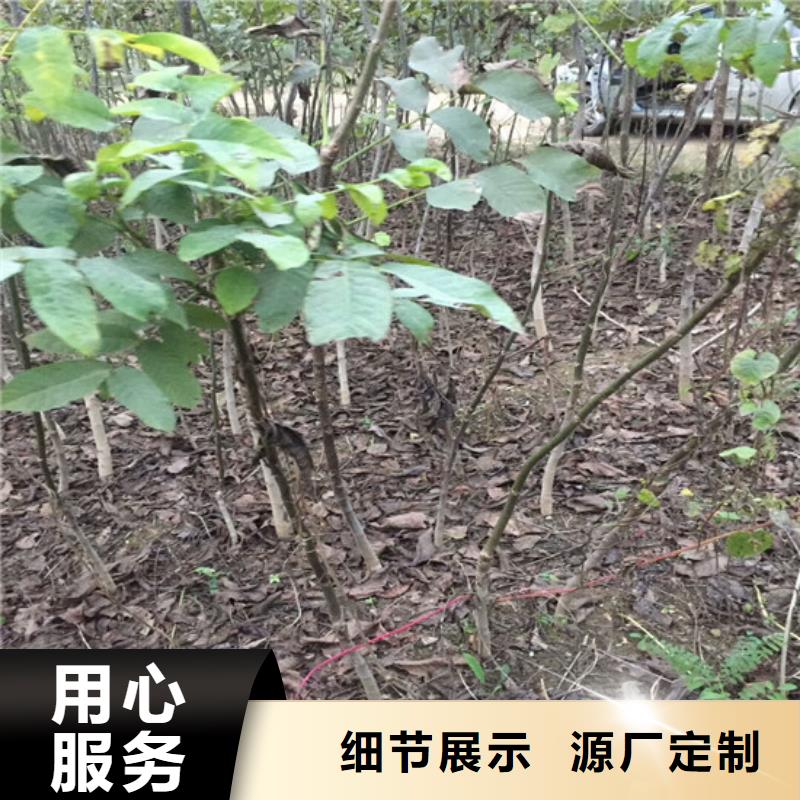 核桃苗桃树苗基地物流配货上门