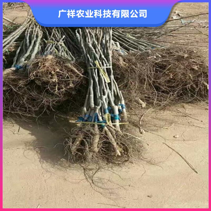 红皮核桃苗高产丰收