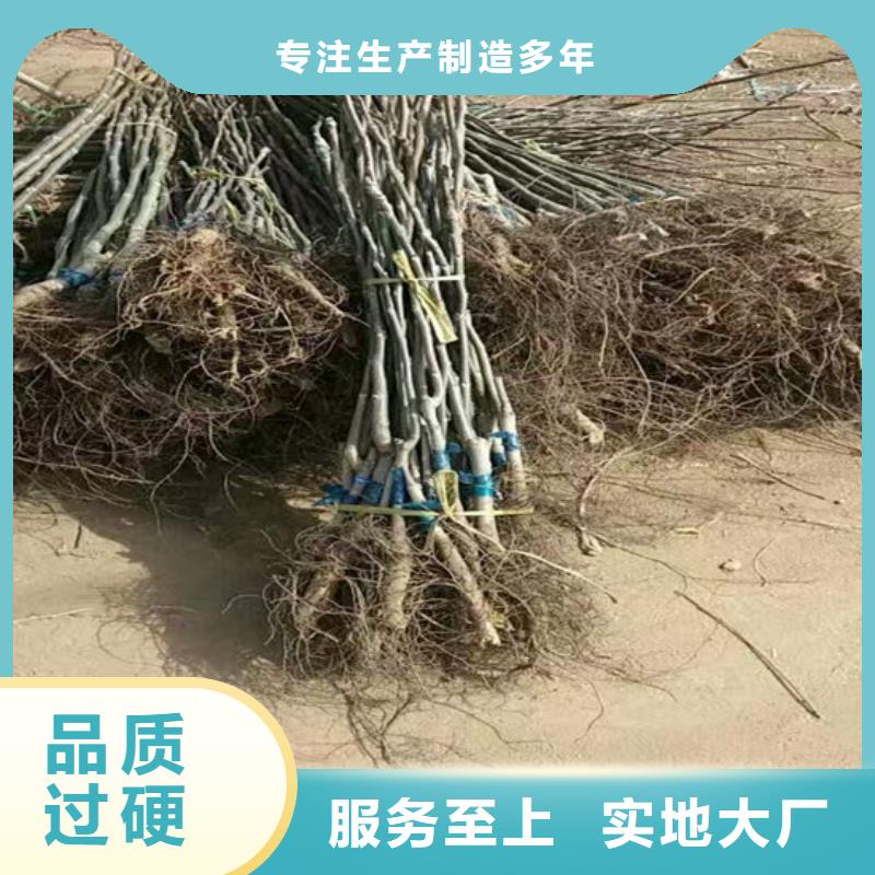 【核桃苗】徐香猕猴桃树苗用心做好每一件产品