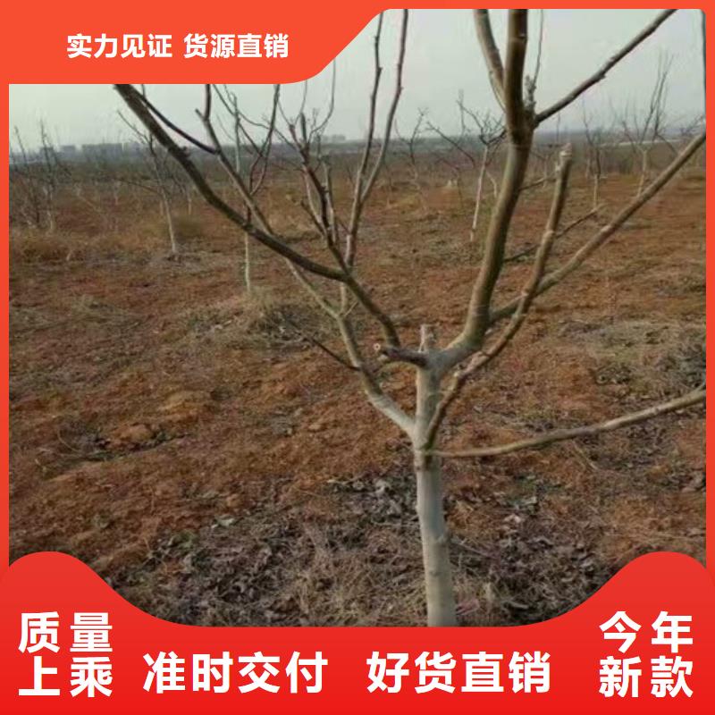 核桃苗【苹果苗】来图加工定制