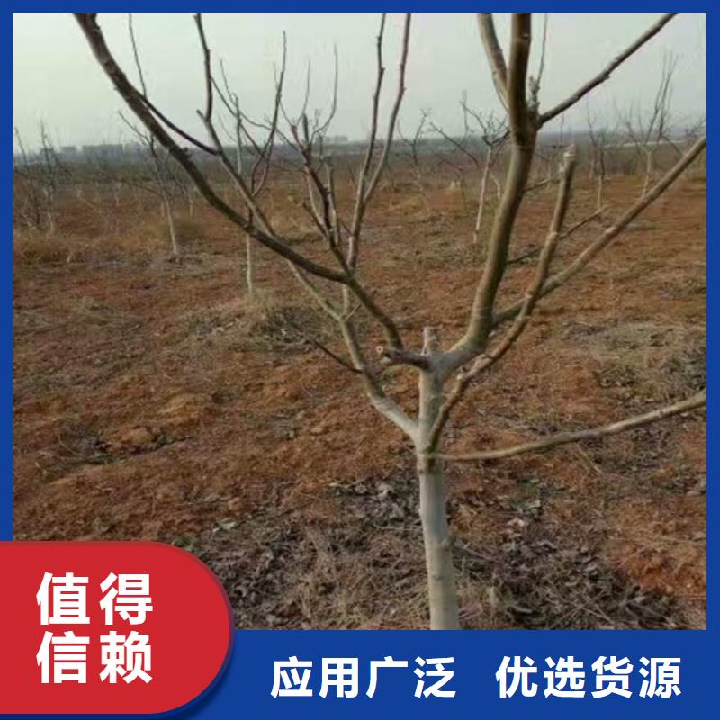 核桃苗-草莓实体厂家大量现货