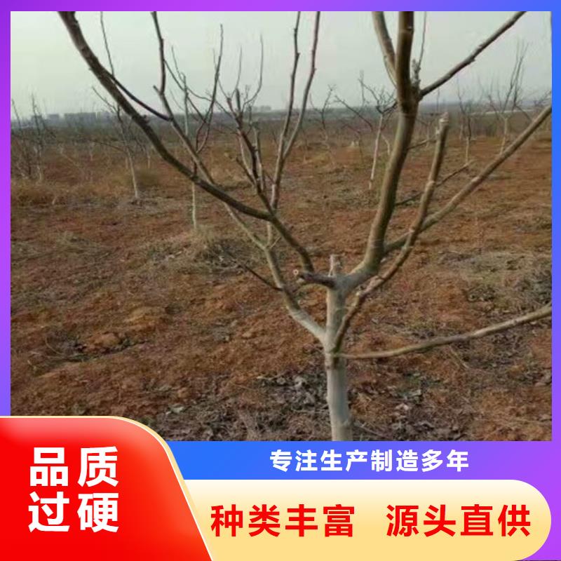 核桃苗红颜草莓一站式采购方便省心