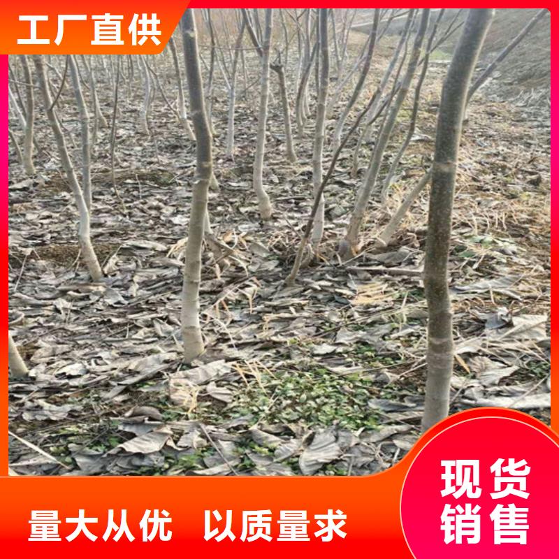 核桃苗-樱桃苗源厂定制