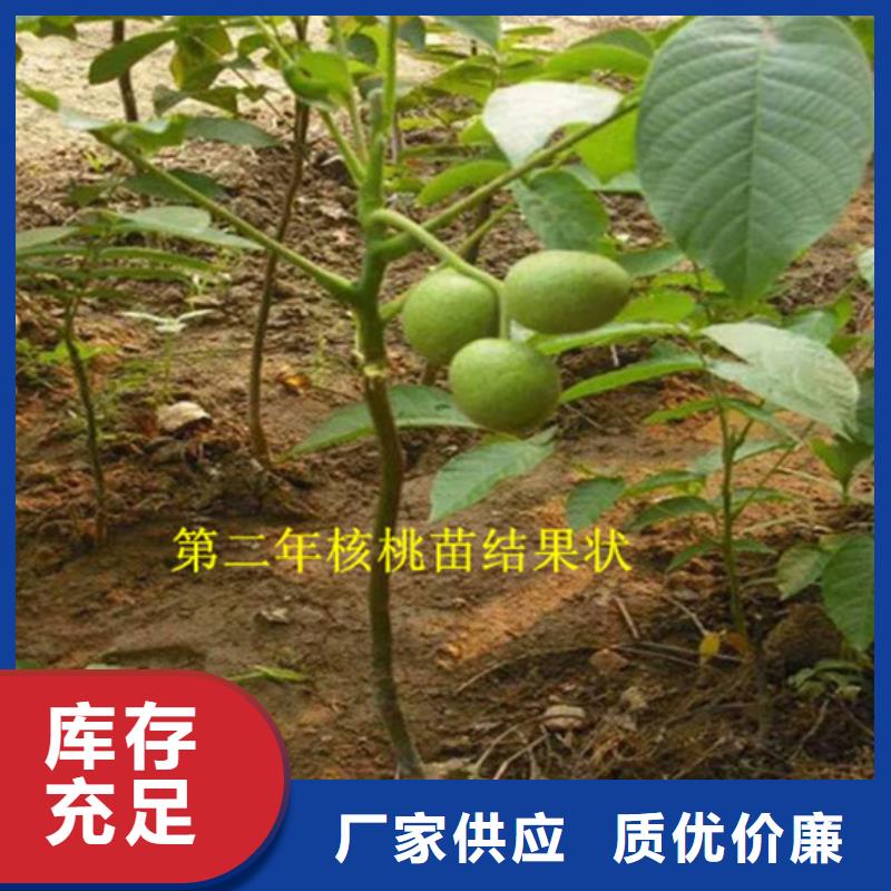 核桃苗-草莓实体厂家大量现货