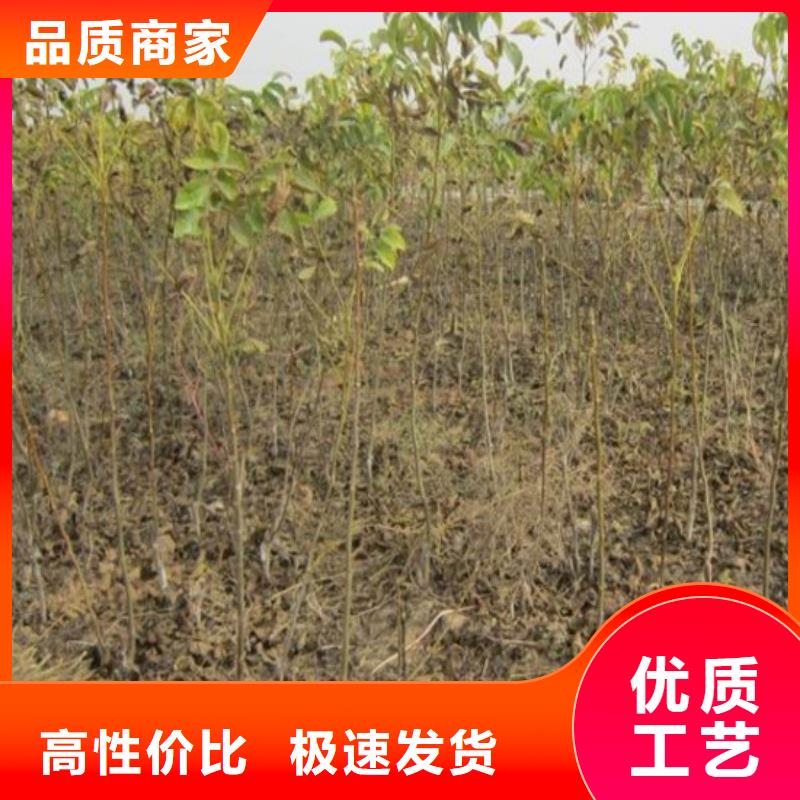 核桃苗【樱桃苗基地】使用寿命长久