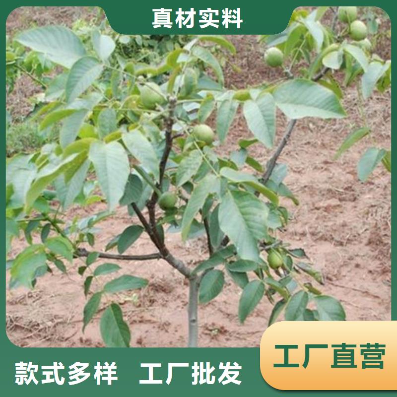 【核桃苗大棚草莓苗厂家货源】