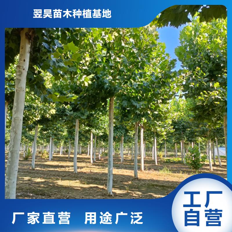 8公分法桐价格种植基地法桐