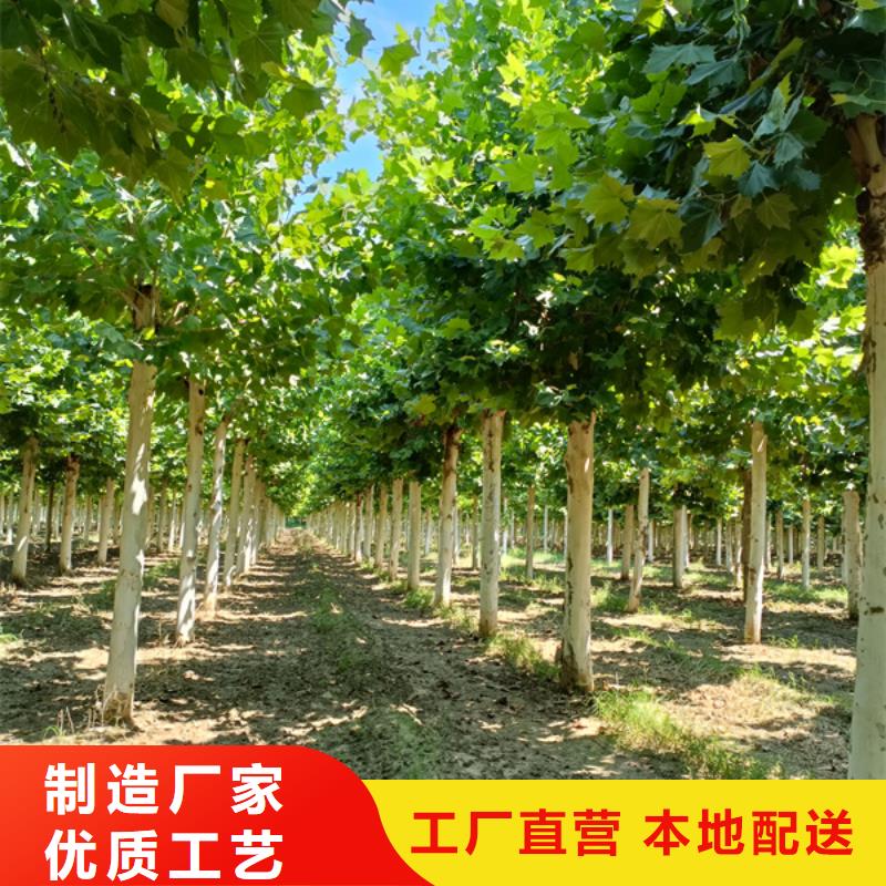 法桐小苗种植基地法桐