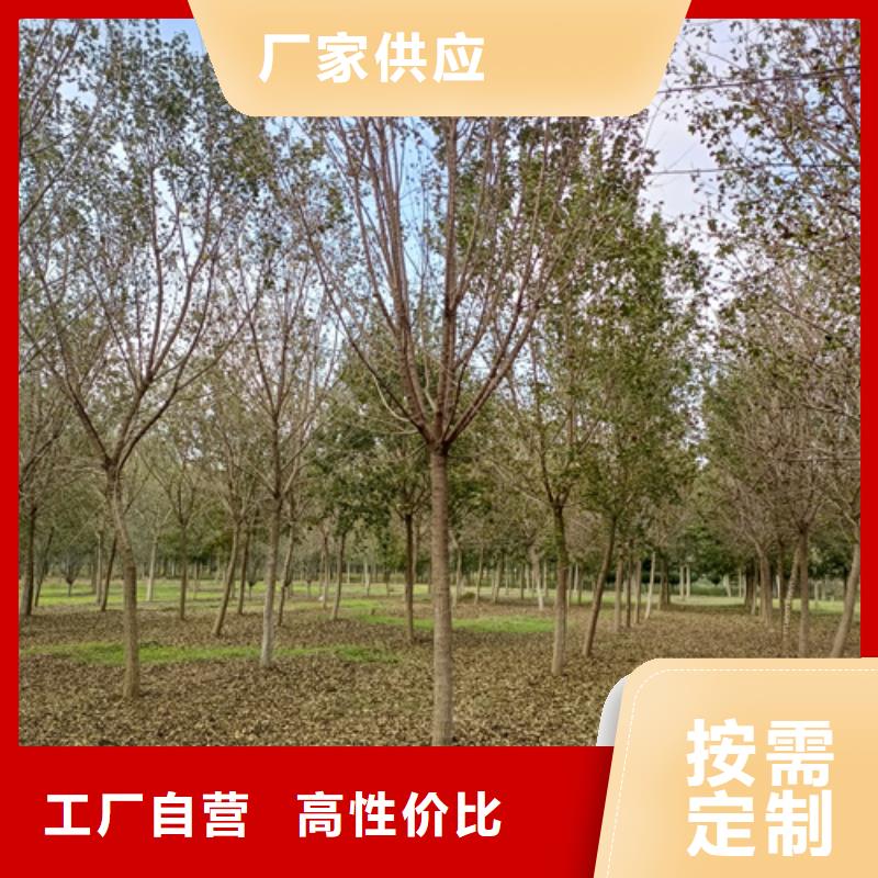 选法桐小苗认准翌昊苗木种植基地