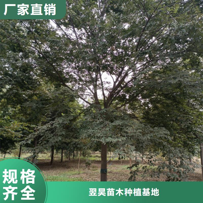 质量可靠的造型法桐基地