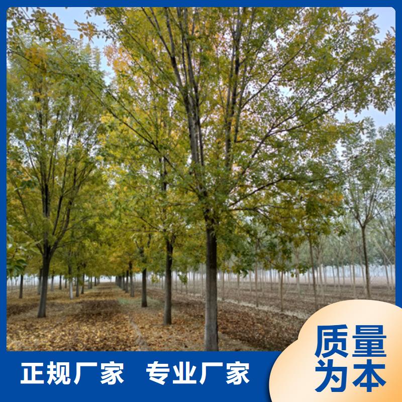 质量可靠的造型法桐基地