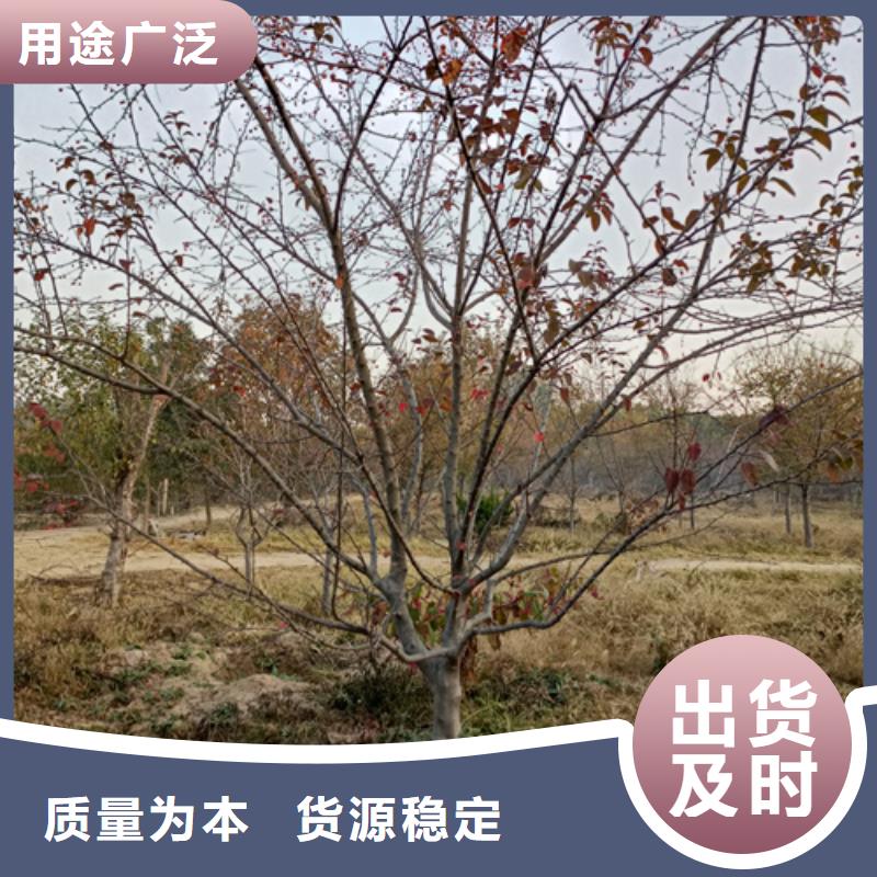 法桐价格择优推荐苗木基地