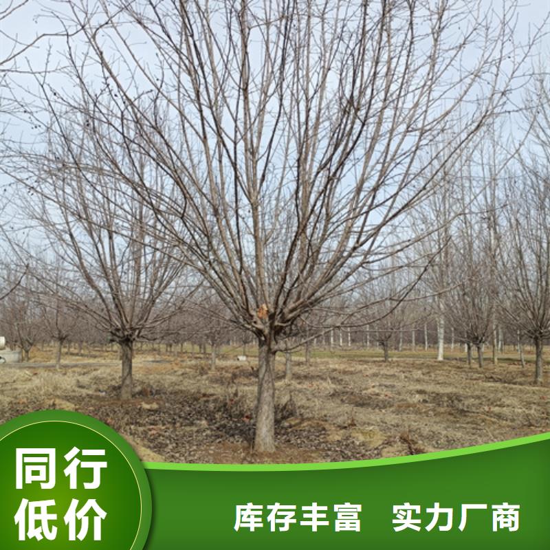 造型法桐种植基地绿化苗木