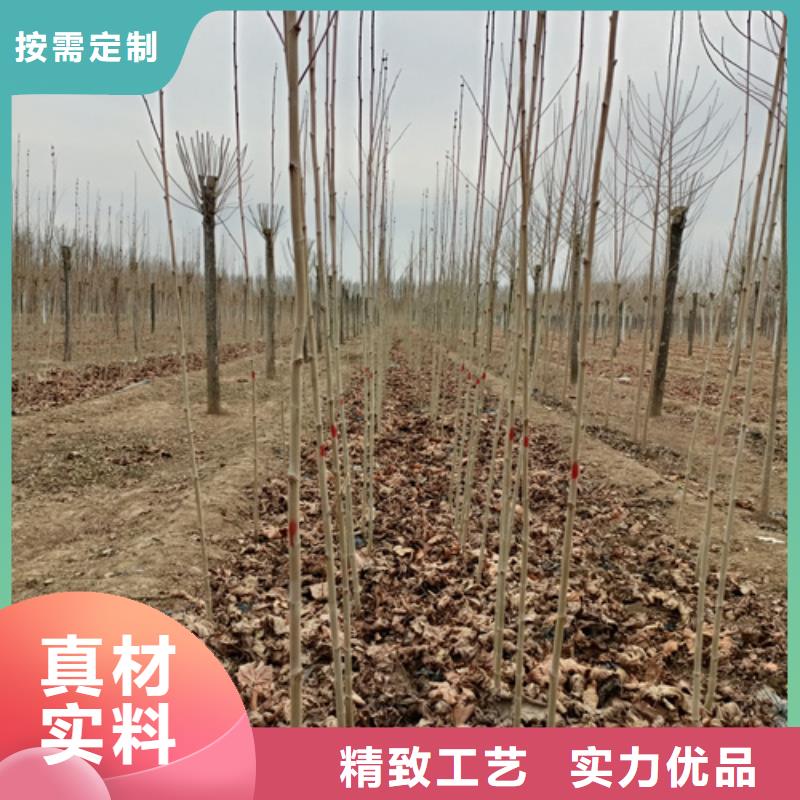 速生法桐择优推荐苗木基地