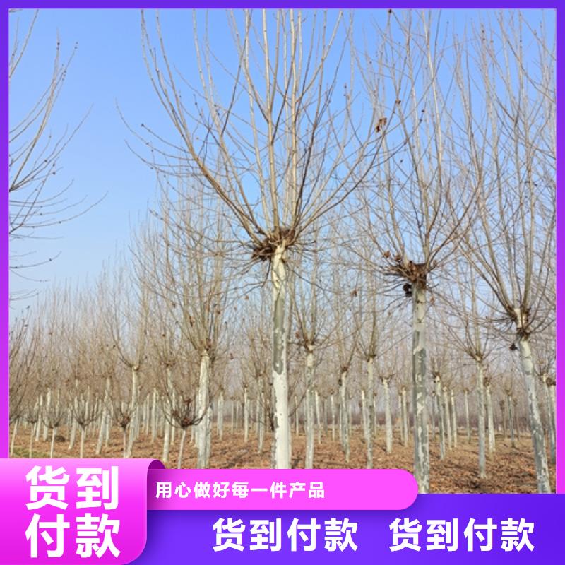 选法桐小苗认准翌昊苗木种植基地