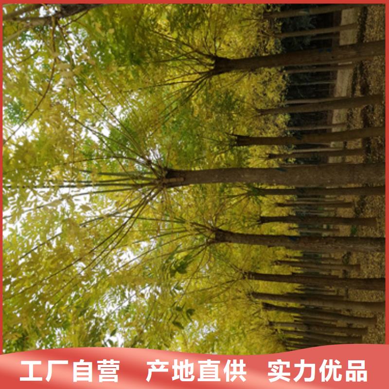 法桐小苗价格优惠苗木基地