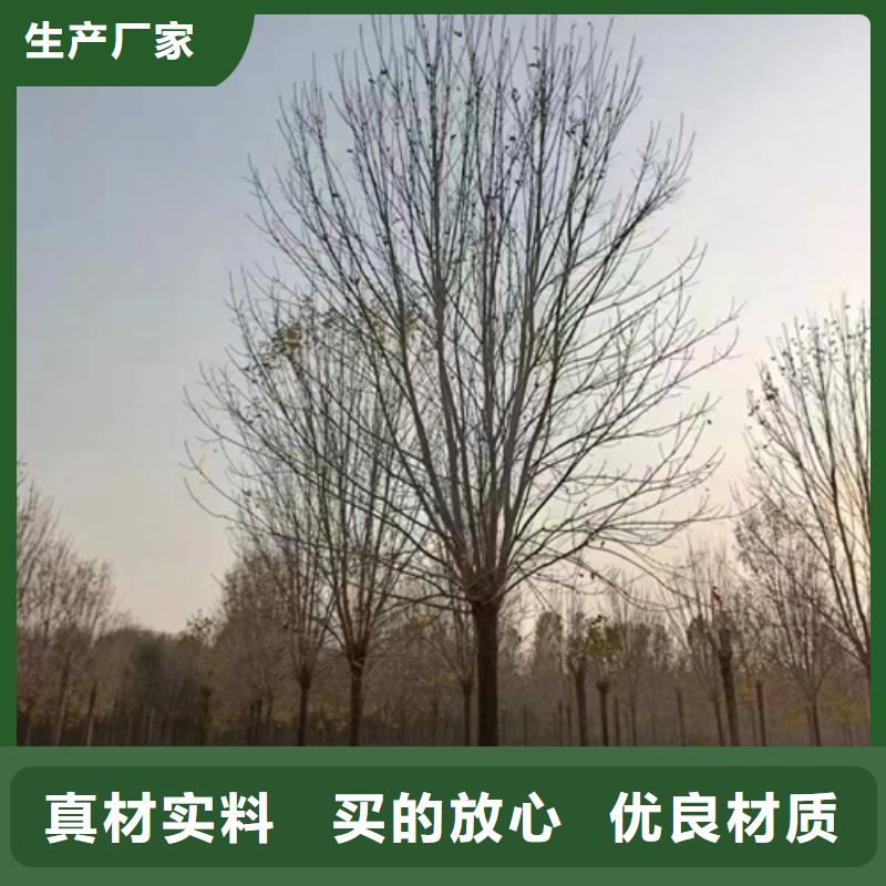 批发法桐小苗的厂家