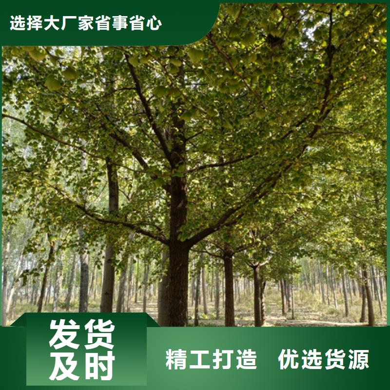 速生法桐种植基地苗木基地