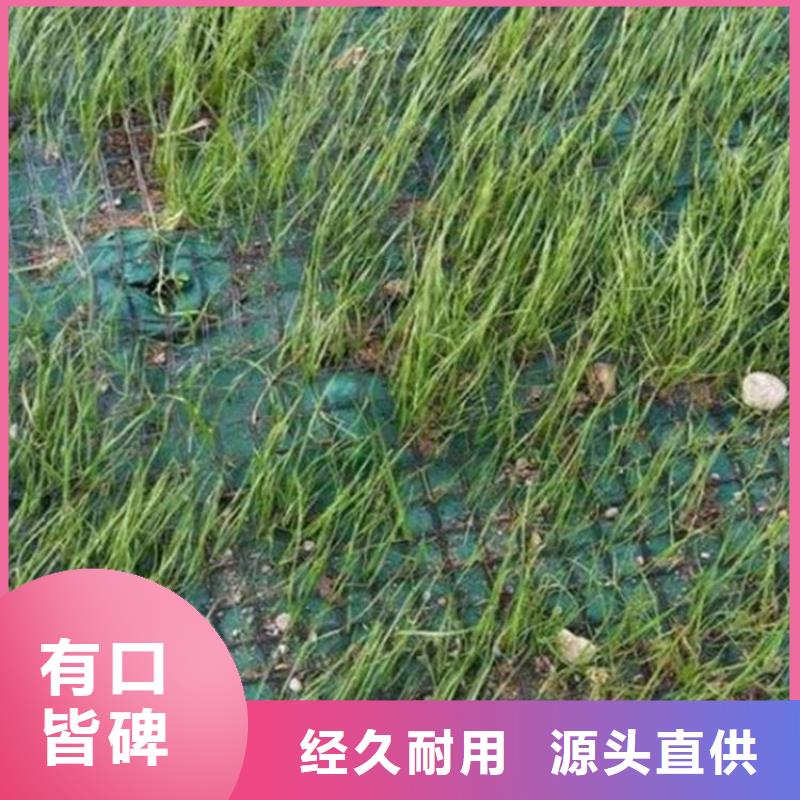 植物生态防护毯-加筋抗冲生态毯