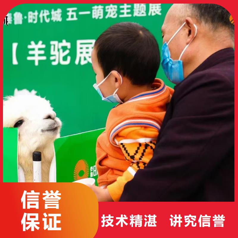 矮馬出租如何購買