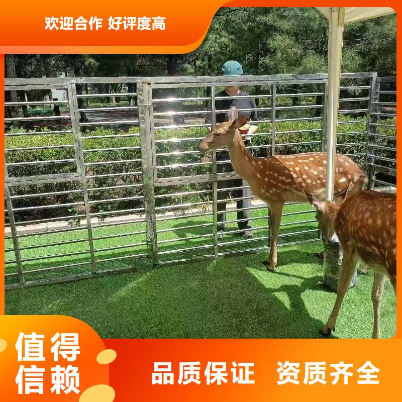 梅花鹿出租廠家