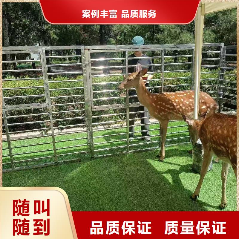 矮馬出租貨到付款