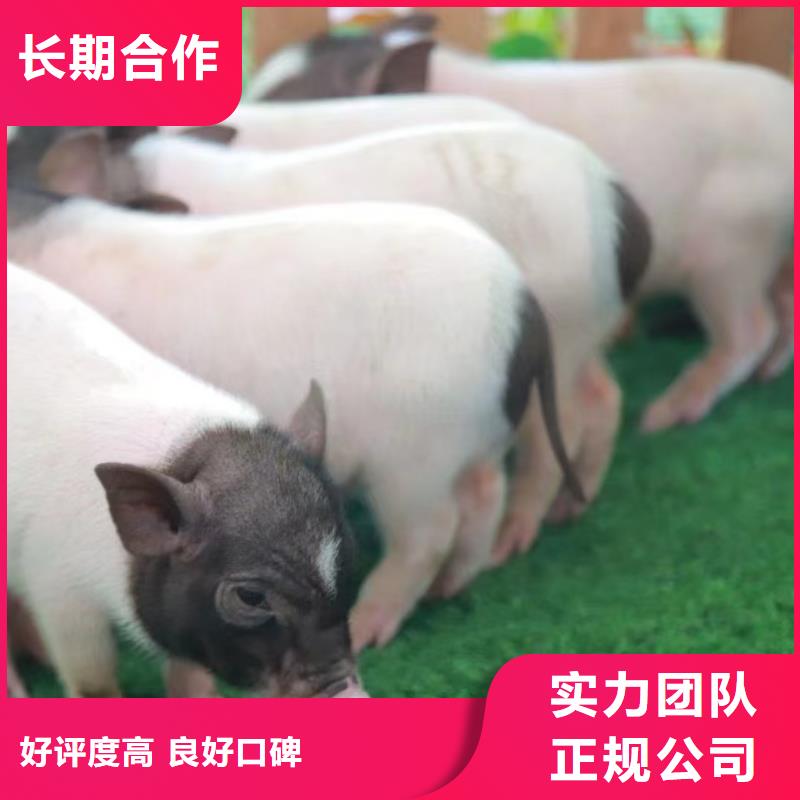 專業(yè)銷售策劃活動(dòng)-保量