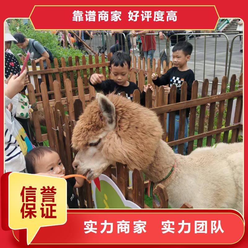 價(jià)格實(shí)惠的矮馬出租廠家